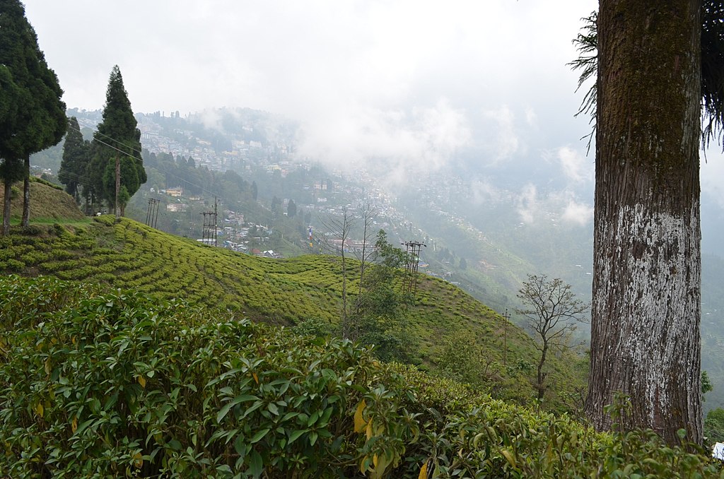 5 Famous Tea Gardens (Tea Estates) In Darjeeling - Swarnab Dutta