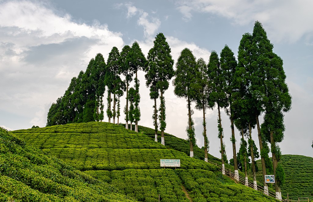 5 Famous Tea Gardens (Tea Estates) In Darjeeling - Swarnab Dutta