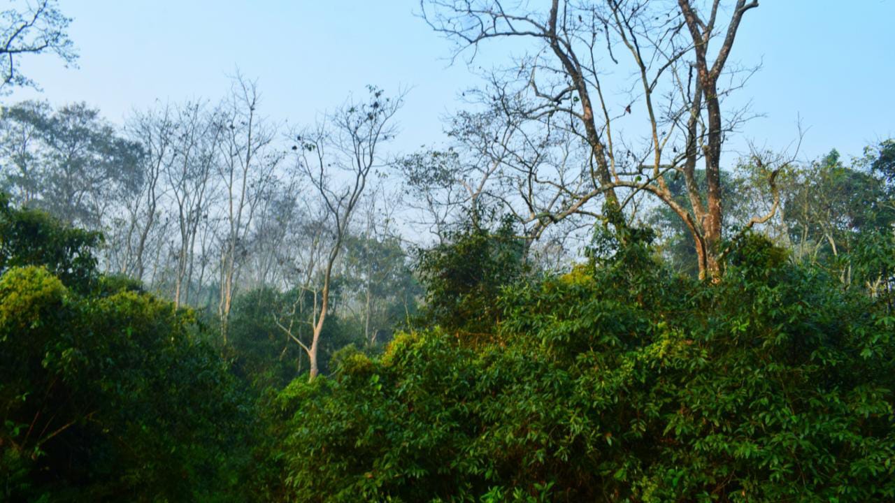 Chilapata Forest (Alipurduar) West Bengal - Resorts, Attractions