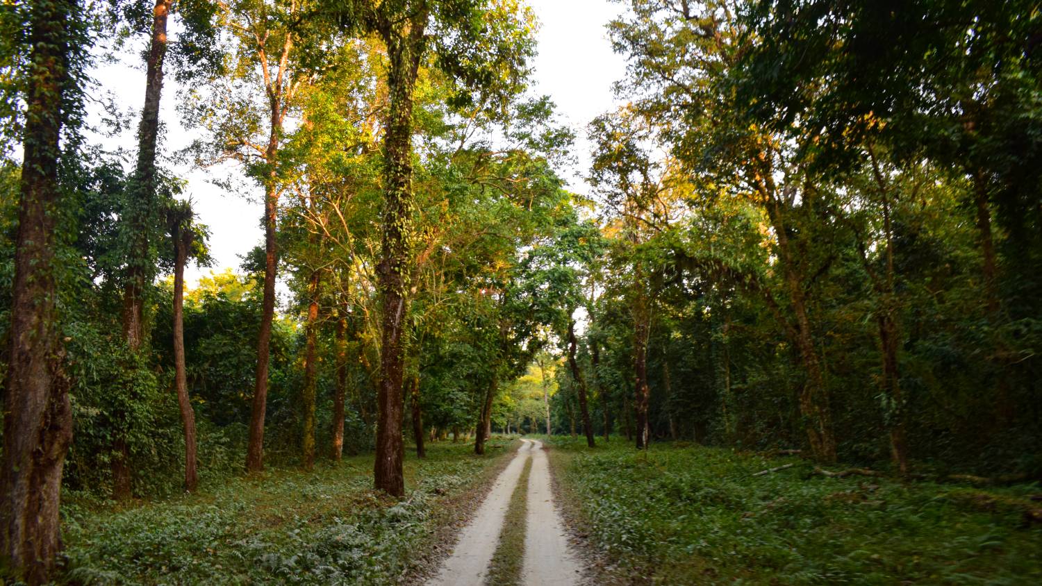 gorumara national park safari