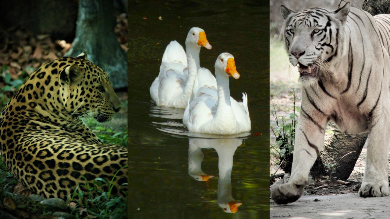 alipore zoo open today kolkata